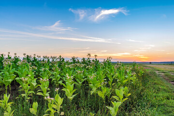 Rural landscape with blooming tobacco plantation during summer sunrise. Tobaco plants growing in a beautiful field in Poland