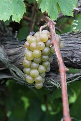 Wall Mural - White Wine Grapes of Augusta, Missouri, USA 2020 XVIII