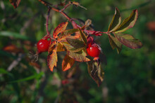 Bright Red Dog Rose Hips On A Branch Close-up. Wild Rosehips In Nature.