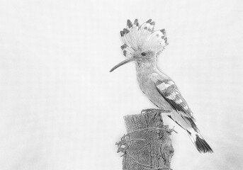 Wall Mural - Eurasian hoopoe bird close up ( Upupa epops ) - sketch