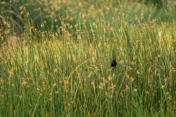 small black bird in tall reeds, grasses in a marsh