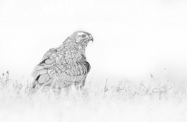 Canvas Print - Common buzzard (Buteo buteo) - sketch