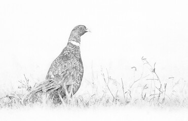 Canvas Print - Ringneck Pheasant (Phasianus colchicus) male - sketch