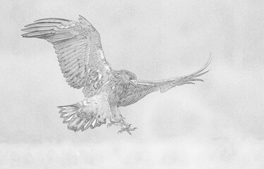 Wall Mural - White tailed eagle (Haliaeetus albicilla) - sketch