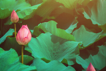 Wall Mural - Beautiful lotus flower blooming and green lotus leaf background in pond. Blank copy space.