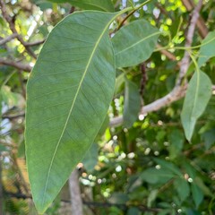 Strawberry Gum Eucalyptis olida