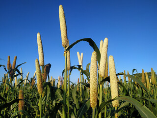Wall Mural - Millet ears growing on a blue background