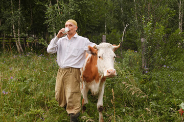 a man grazes a cow in a green meadow. cattle eat grass. The farmer drinks milk from a glass. healthy food: village milk. A pensioner takes care of cattle