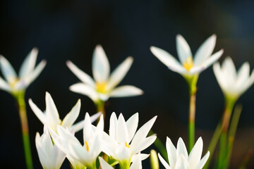 Wall Mural - close up of beautiful white rain lily flower