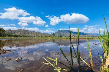 Wall Mural - landscape scene midday and beautiful blue sky with cloud over a rice field after harvest.