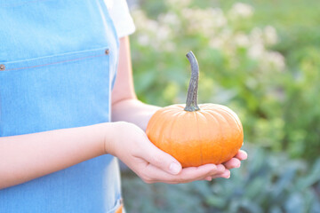 Wall Mural - young woman holding a small pumpkin.