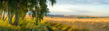 Summer Rural Panoramic Landscape With Golden Wheat Field And Country Road During Sunset