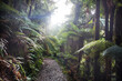 canvas print picture - New Zealand forest