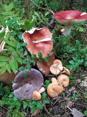 Colorful mushrooms in the green grass in forest