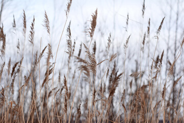 Naklejka na meble Dry grass on dim winter background