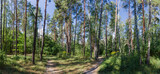 Fototapeta Perspektywa 3d - Panorama of mixed deciduous and coniferous forest with footpaths