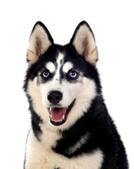 Wall Mural - Portrait of a blue eyed Siberian Husky dog