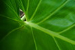 © muhammad - green Taro leaves close up. tropical summer plant