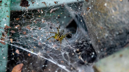spider web with dew drops