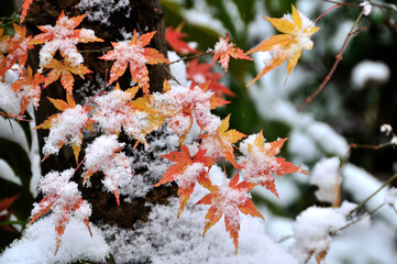 雪に覆われる冬の紅葉