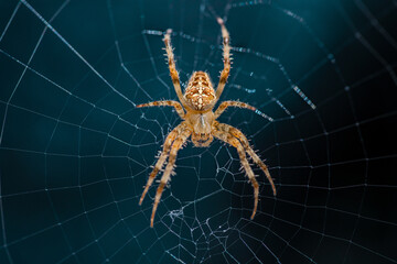 cross spider in the center of the cobweb