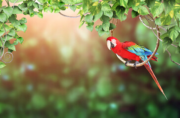 Poster - Ara parrot on a liane among tropical leaves