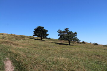 tree on a hill