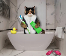 A Multi Colored Cat Is Taking A Bath And Brushing Its Teeth At The Hotel.