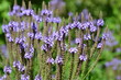 Verbena hastata (American vervain, blue vervain or swamp verbena) beautiful purple flowers. Selective focus
