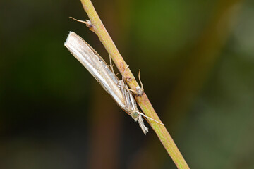 Canvas Print - Weißer Graszünsler (Crambus perlella) - grass moth 