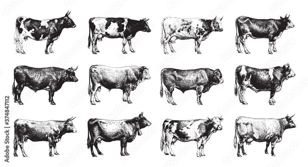 Cow and bull collection - vintage illustration from Larousse du xxe siècle - obrazy, fototapety, plakaty 