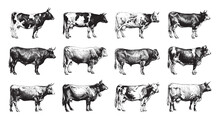 Cow And Bull Collection - Vintage Engraved Vector Illustration From Larousse Du Xxe Siècle