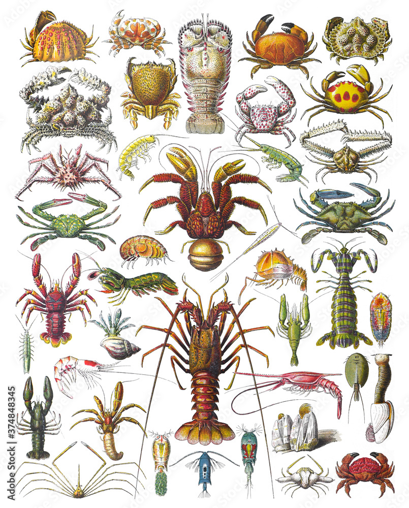 Crustaceans collection - lobster, crab, prawns, crawfish - sea animals ...