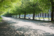 München: Joggen durch den idyllischen und leeren Hofgarten mit blühenden Linden Bäumen entlang der Residenz während der Corona Virus Pandemie 