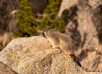 A marmot resting on a rock