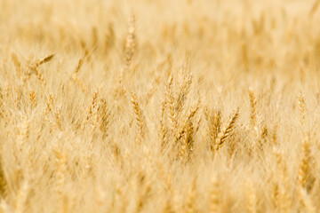 background of golden rye  field