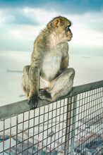 Barbary Macaque (Gibraltar Monkey), Posing On Top Of The Rock Of Gibraltar.