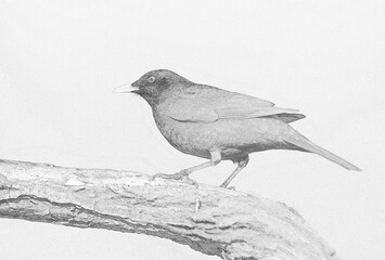 Sticker - Blackbird (Turdus merula) close up - sketch