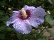 Kwiat hibiskusa w dzień deszczowy, piękno natury,  charakter, , piękne, kwiatowy, bliska, barwa, roślin