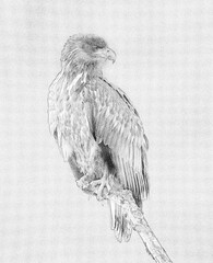 Sticker - White tailed eagle (Haliaeetus albicilla) - sketch