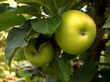 Owoce jabłoni kolumnowej, drzew, jabłek, owoc, , zieleń, jabłek, jedzenie,  soczysty, 