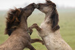 © Staffan Widstrand - Two wild konik horses kissing outdoors