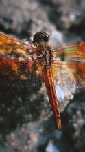 Close-up Of Flame Skimmer Dragonfly