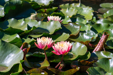 Wall Mural -  Nymphaea alba flower, commonly called water lily or water lily 