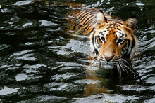 High Angle Of Swimming Tiger