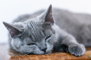 Wall Mural - Cute british shorthair kitten  Selective soft focus