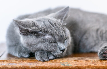 Wall Mural - Cute british shorthair kitten  Selective soft focus