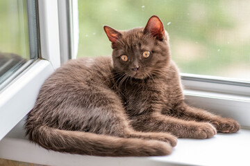 Wall Mural - Cute british shorthair kitten  Selective soft focus