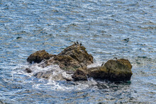 Rocks In The Sea And Cormorants 