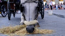 Grey Horse Eats Dry Grass In City Center. Horse Drawn-carriages In City. Attraction For Tourists In Europe. Romantic Walk.  Animal Cruelty In The City.